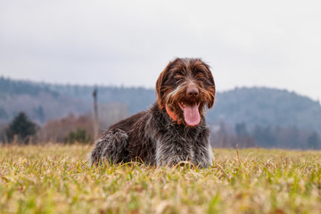 Incredible love bohemian wire sitting and relaxing in grass of meadow. Wirehaired puppy is relaxing...