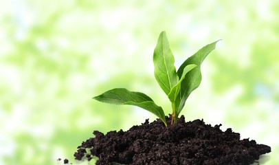 Growth of new life on  background