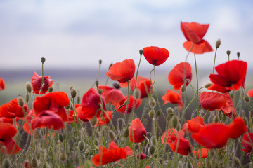 Obraz premium the poppies field