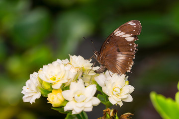 Butterfly in the tropical park.