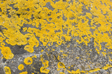 Yellow moss on a stone