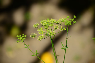 Close-up of a Parsley Flower Head, Nature, Macro