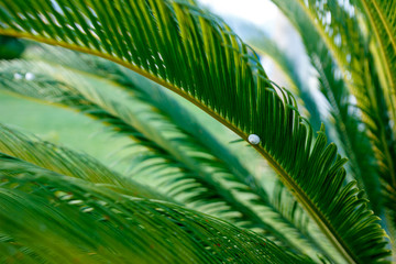 green leaves of a tropical palm tree