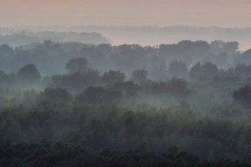 Mystical view from top on forest under haze at early morning. Mist among layers from tree silhouettes in taiga under warm predawn sky. Morning atmospheric minimalistic landscape of majestic nature.