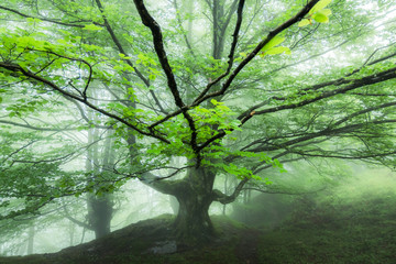 misty forest at gorbea natural park