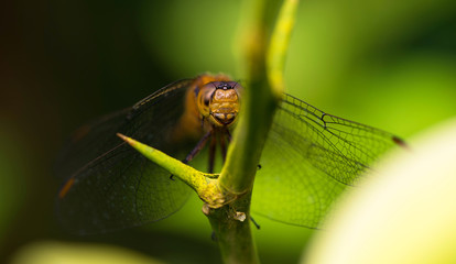 The look of the dragonfly.