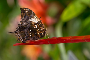 Butterfly in the tropical park.