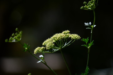 Close-up of a Parsley Flower Head, Nature, Macro