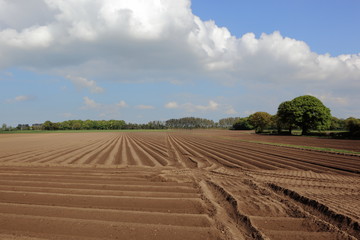 farming landscape in springtime