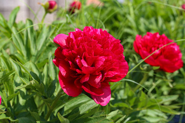 Pink peonies in the garden. Blooming pink peony