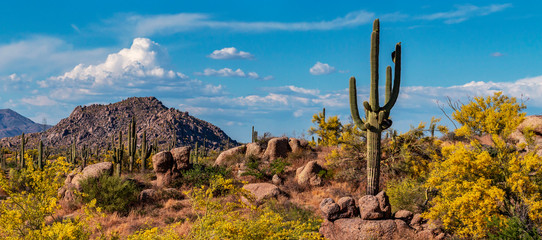 Classic Arizona Desert Landscape In The Spring - obrazy, fototapety, plakaty