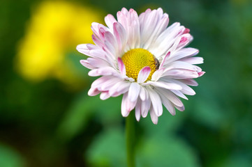 pink flower