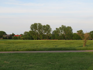 Fototapeta na wymiar Feld mit Bäumen im Hintergrund