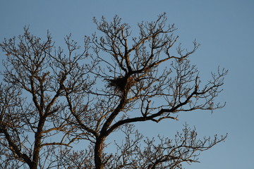 arbre en forêt 04