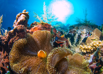 A beautiful clown fish on the reef with an anemone 