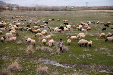 sheep Herd