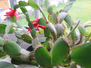 Kaktus mit v ielen Blüten