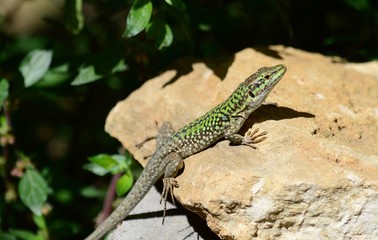 Close-up of an Italian Wall Lizard, Podarcis Siculus, Animal, Nature