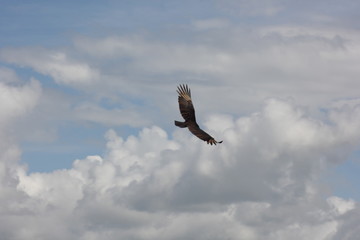 bird of prey flying over the sky with rain clouds in the rural area in Cachoeira City, Bahia, Brazil