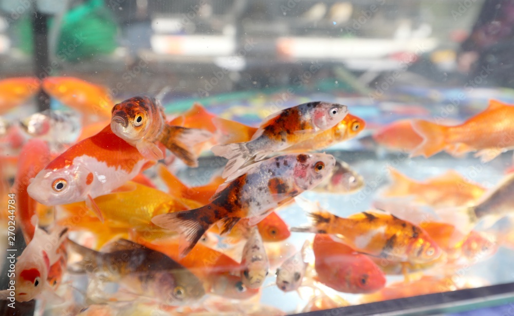 Wall mural goldfish swim in an aquarium in a pet shop