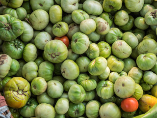 frisch geerntete grüne Tomaten