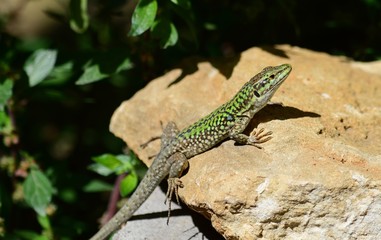 Close-up of an Italian Wall Lizard, Podarcis Siculus, Animal, Nature