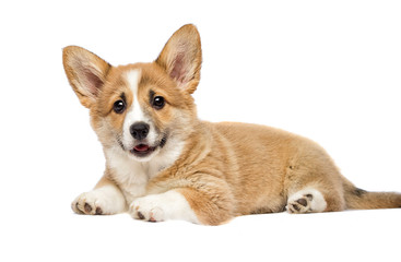 little welsh corgi puppy looking