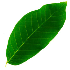 one green leaf of a walnut isolated on a white background, the upper side of the leaf