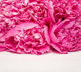 Peonies pink buds and petals on a white background space for text
