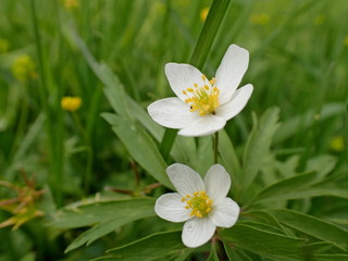 The first spring flower in the garden
