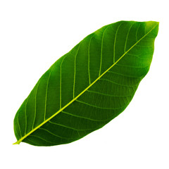 single green leaf of walnut isolated on white background, bottom side of leaf
