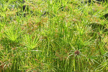 Cyperus alternifolius plants with flowers texture background, sunlight