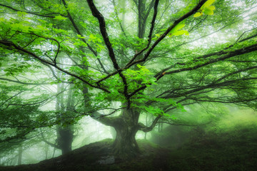 Obraz premium beautiful tree in a foggy forest