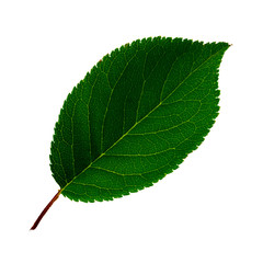 Fototapeta premium one green leaf of cherry plum isolated on a white background, top side of leaf