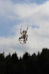 spider