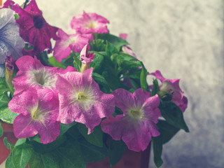 Pink and purple petunia flowers with water drops on the petals and leaves are in a pot on a gray stone background