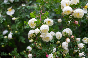 bush of white roses