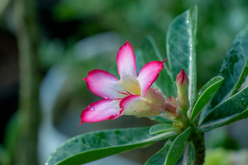 Colourful Flower in the park