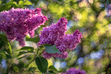 Syringa (lilac) in the olive family