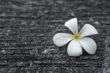 Fototapeta na wymiar close-up of White Frangipani flowers on the floor