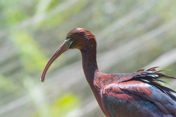 Colorful bird striking a pose