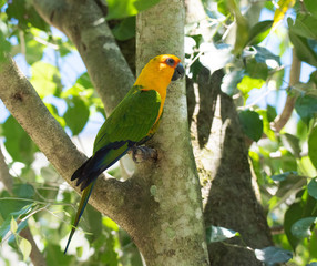 Colorful bird posing on branch
