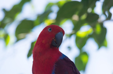Colorful bird posing on branch