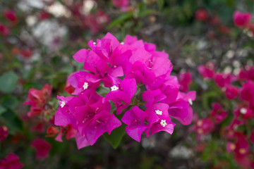 Obraz premium Bougainvillea pink flowers in a garden park.