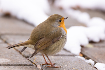 Robin red breast snow scene