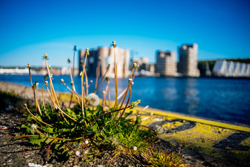 Fototapeta na wymiar Dandelions on the pier in the background of blue water and buildings. Blur. Background