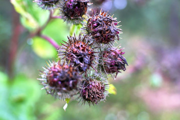 the Thistle and thorns