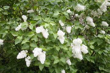 spring lilac flowers in the city