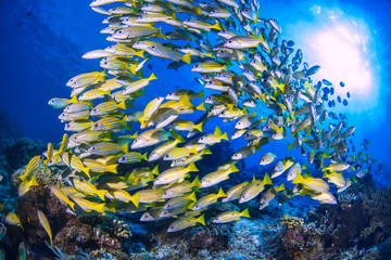 a beautiful school of reef fish on the coral reef 
