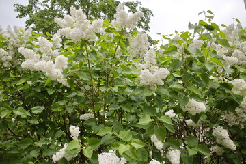 spring lilac flowers in the city